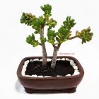 Bons¡i de suculenta Crassula ovata â??Gollumâ? & â??Hobbitâ?, 12 a±os. S³lo Santiago