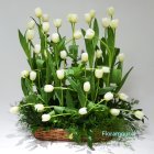 Arreglo de lujo natural con movimientos lineales.En cesta cuadrada rústica. 3 Docenas de Tulipanes de cultivo - Exclusivo solo en Santiago de Chile