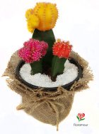Decorativo tr&iacute;o de cactus sudafricanos injertados. De f&aacute;cil mantenci&oacute;n. Riego s&oacute;lo una vez al mes. Color puede variar seg&uacute;n importaci&oacute;n. Disponible para env&iacute;os a domicilio en toda la Regi&oacute;n Metropolitana y en nuestra tienda de Los Dominicos 7550, Las Condes