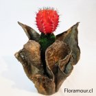 Exclusivo cactus de color importado de Corea en base natural ecoforma.
Regalo muy decdorativo, fácil mantención y riego muy bajo