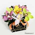 Exclusiva caja de orquídeas Cymbidium naturales, diseñada para reflejar elegancia, sofisticación y lujo absoluto. Un regalo de distinción para ocasiones únicas, disponible en Floramour.cl con envíos en todo Santiago.
orquídeas cymbidium, caja floral elegante, regalo de lujo, flores exclusivas Santiago, Floramour.cl