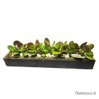 Jardinera pequeña de tabla rústica con jades naturales. Decoración rústica para casa interior, terraza u oficina. Fácil mantención y muy larga vida. (35 x 8 x 10 cm.)