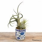 Planta ex&oacute;tica importada, viva y natural, de f&aacute;cil mantenci&oacute;n, roc&iacute;o una vez por semana.