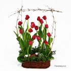 Color de tulipanes y base pueden cambiar
según stock. Disponible sólo Santiago de Chile