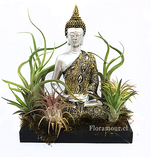 Bella figura de Buda Siddharta de origen Bali- Indonesia, de resina en colores blanco y dorado, tamao aprox 20 cm x 12 cm aprox, sobre jardín de exclusivas plantas aéreas Tillandsias. Servicio de entrega slo en Santiago de Chile  
