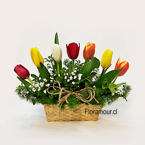 Arreglo tierno y fino con selección de 7 tulipanes de cultivo montados en cesta pequeña rectangular y baja Colorido de tulipanes puede variar según disponibilidad y temporada (Sólo Disponible dentro de Santiago)