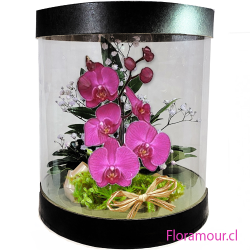 Elegante caja transparente en forma de tambor con orquídeas Phaleanopsis en agua. Oportuno para romance, compromisos, graduaciones, agradecimientos o grandes muestras de afecto. Recuerde agregar dedicatoria en nuestro formulario de compra instrucciones. (Color de flor puede variar según importación)