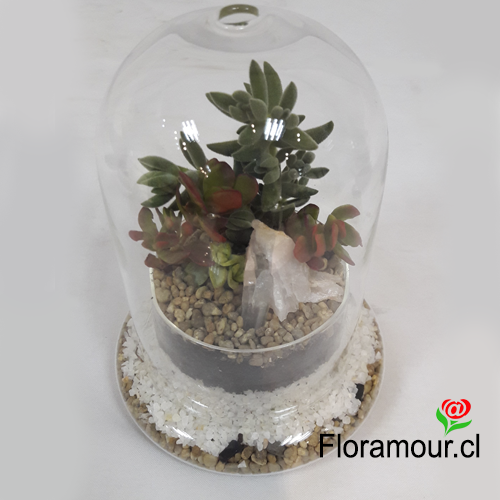 Terrarium con conjunto de cactus y/o suculentas naturales. (variedades de las plantas var�an seg�n disponibilidad de temporada - S�lo Santiago)