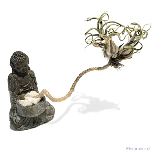 Buda Siddharta peque&ntilde;o con arreglo de plantas a&eacute;reas naturales vivas
Medidas aproximadas: 12cmsx8cms
Solo Santiago.