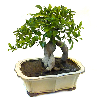 Bonsai Chino legítimo importado. Pieza natural de tronco espectacular, abultado y añoso. Resistente y de fácil mantención. Un presente y recuerdo imperecedero. Disponible sólo Santiago de Chile. Consulte por servicio de mantención y hospedaje para sus bonsais durante sus vacaciones. 222341793 - +569 9870 5440