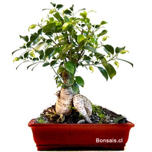 Bonsai Chino legítimo importado. Pieza natural de tronco espectacular, abultado y añoso. Resistente y de fácil mantención. Un presente y recuerdo imperecedero. Disponible sólo Santiago de Chile. Consulte por servicio de mantención y hospedaje para sus bonsais durante sus vacaciones. 222341793 - +569 9870 5440