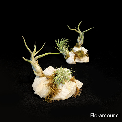 Base de cuarzo con dos especies de tillandsias naturales. Paisajismo decorativo. Planta exótica del aire que no usa tierra.