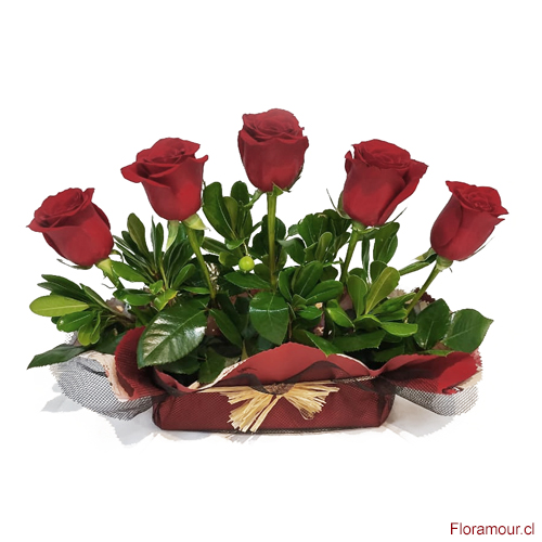 Formaci&oacute;n de 5 rosas alineadas en base humectada
S&oacute;lo Santiago.