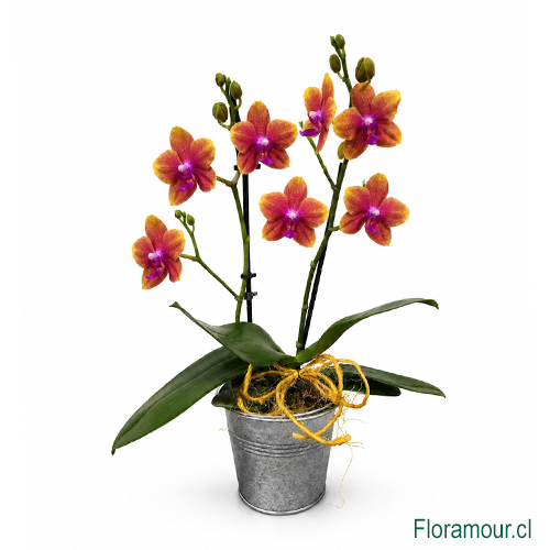 Exclusiva Orqu&iacute;dea planta natural en balde met&aacute;lico. Larga duraci&oacute;n. Colores pueden variar seg&uacute;n importaci&oacute;n