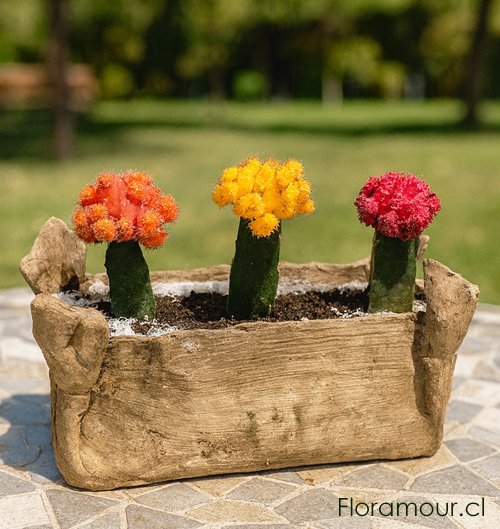 Base r&uacute;stica econforma. Un tr&iacute;o de cactus insertados de color envase r&uacute;stica y conforma arreglo de plantas naturales en presentaci&oacute;n decorativa Arreglo de plantas naturales en presentaci&oacute;n decorativa.