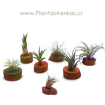ESTE PRODUCTO INCLUYE SOLO TRES ISLAS DE TRONCO NATURAL VARIADAS CON UNA PLANTA CADA UNA. En la foto se muestran diversas especies.(S&oacute;lo Santiago) Mayoristas 56-2-2341793 Las Tillandsias o Plantas A&eacute;reas, no requieren riego ni tierra, solo roc&iacute;&shy;o d&iacute;&shy;a por medio. Tillandsias, beneficiosas neutralizadoras de ondas el&eacute;ctricas y purificadoras de aire. Plantas Del amor Maya - Feng Shui
