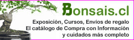 Ir a www.bonsais.cl